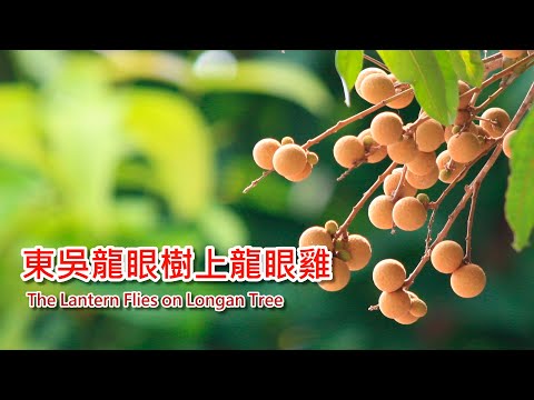 東吳龍眼樹上龍眼雞 The Lantern Flies on Longan Tree