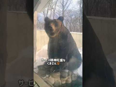 雪景色の円山動物園で癒された🥰❤️#仲良し夫婦#円山動物園#癒し#アニマル#shorts