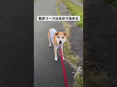 どの方角に行くか、どの角で曲がるかはカイが決める。#保護犬を家族に #rescuedog #シニア犬 #doggo #doglife #dogs #dogshorts