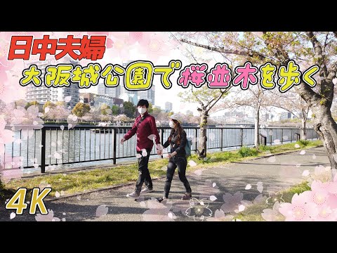 【日中夫婦】大阪城公園で桜並木を歩く。4K映像