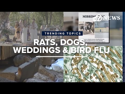 Wedding vow rap, rat contraceptives in the city and more trending this week