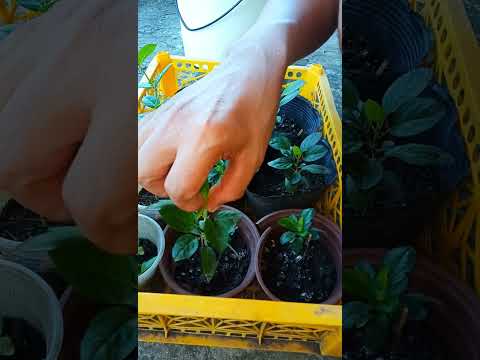 Apple plant pruning //After 3months & 7days #appleplant