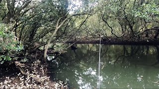 Fishing SYDNEY mangroves (with an injury)