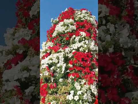 Old school 😌 #nature #naturelovers #naturephotography #flowers #shorts #viralvideo #reels #delhi