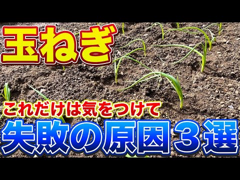 【玉ねぎ】枯れて失敗する原因は主に３つのことです！植え付け初期が一番需要です！