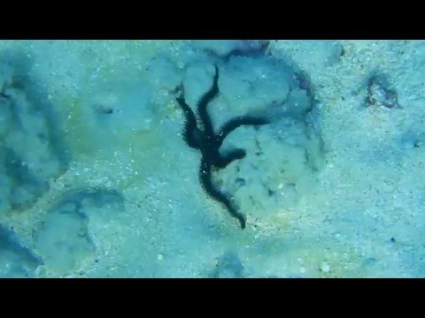 【ハワイ・ハナウマ湾】スキューバダイビング／クモヒトデ Diving in Honolulu, Hawaii Oahu