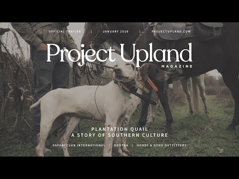 Plantation Quail Hunting - Official Project Upland Trailer