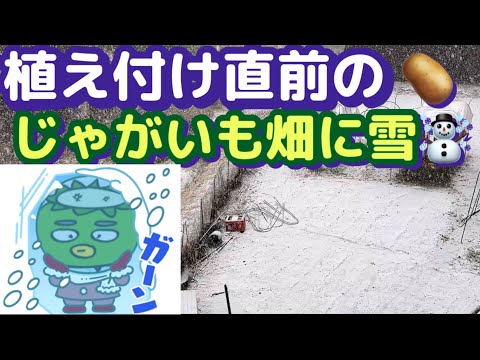 【畑が大ピンチ！】お彼岸中日に突然の雪で家庭菜園の予定が大幅に狂う