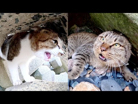 Wild and strong cats fighting in rough seas