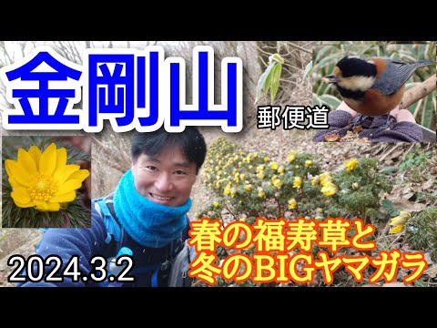 金剛山  春の福寿草と手乗りヤマガラ満喫