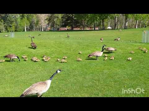 Baby Geese