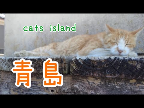 すやすや　ピーピーSleeping soundly, Pee Pee　【青島】【夏休み2024】【猫島巡り】