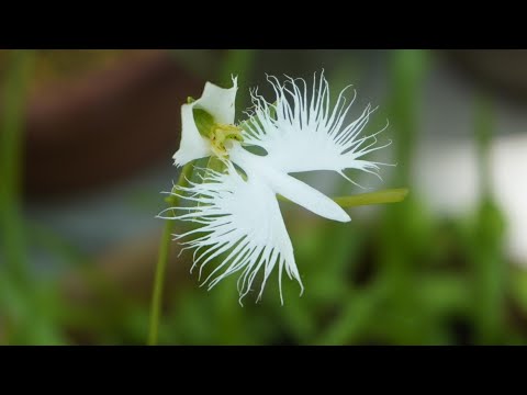 夏の山野草・大本花明山植物園・