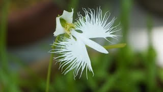 夏の山野草・大本花明山植物園・