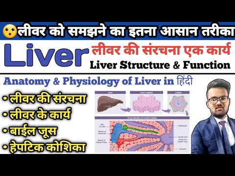 Liver Anatomy and Physiology | Function of Liver | Hepatic Cell | Bile Juice | Lobes of Liver |