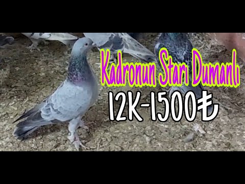 Kadronun Star Kuşu Boz Dumanlı.