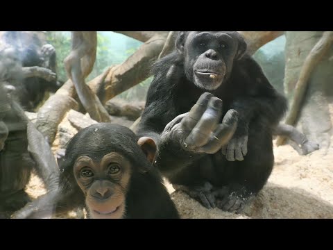 Kosachi and  happy friends　Yokohama Zoo Zoorasia Chimpanzee 202412