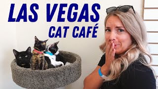 Did You Know Las Vegas has a Cat Café?