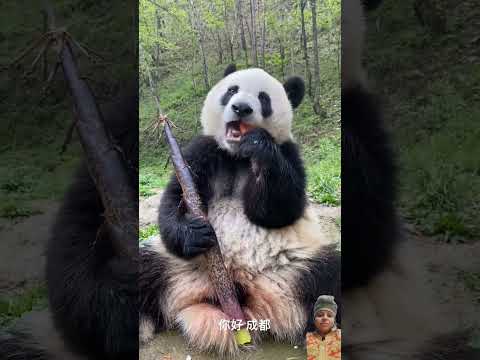 #pandaxiaoxin #adorablepanda #cute #youtube #youtubeshortsviral #youtuber