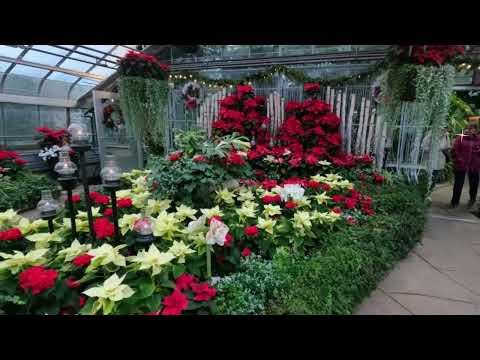 Free green house in Toronto beautiful winter display and  giant  tropical plant