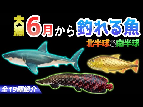 【あつ森】6月から釣れる魚を全て紹介！魚影や出現時間・場所・値段・釣り方のコツも解説！サメやピラルク、ドラド、アロワナなどレアな魚が登場！【あつまれどうぶつの森　6月の魚図鑑コンプリート】