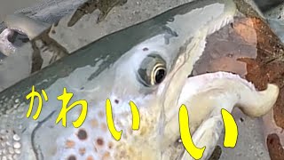 【75cm級 ブラウントラウト 似 美魚図鑑】Beauty of Atlantic Salmon【初めて見る 女神のサーモン 6匹】