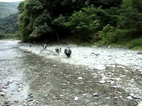 駆け抜ける犬たち