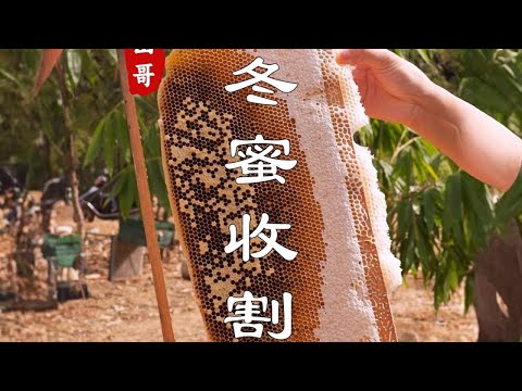 Red ginseng soaked with honey  ginseng soaked with ginseng  Chaoshan people use winter honey