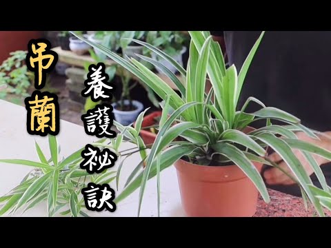 【天天小花農】養殖吊蘭必須注意這些問題，一旦忽視，後果可是很嚴重的