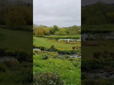 WWT Washington Wetland Centre #shorts #short