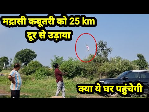 Madrasi Kabutari ko 25 km Dur se Udaya or ye Bhag gai