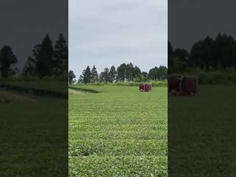 鹿児島・志布志市の茶畑 Tea garden at Kagoshima・Shibushi-shi