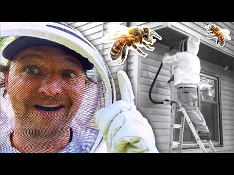 How to Safely Relocate a Honey Bee Swarm: Expert Tips and Tricks! | Around Town