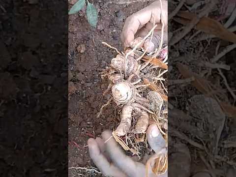 Harvesting Black Turmeric #trending #youtubeshorts #viral #viralvideo #blackturmeric #turmeric