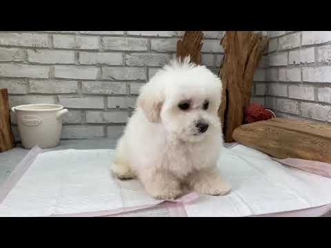 Toy Poodle - Cyrus