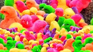 World Cute Chickens, Colorful Chickens, Rainbows Chickens Cute Ducks, Cat, Rabbits Cute part 23