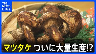 ｢マツタケが食べ放題になる日が来るかも｣　全遺伝情報の解読に初成功｜TBS NEWS DIG