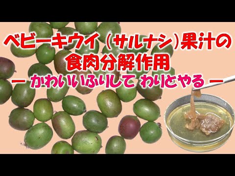 ベビーキウイ（サルナシ）果汁の食肉分解作用 ―かわいいふりしてわりとやる―