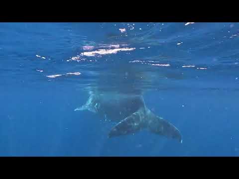 ザトウクジラの親子のターン( Tonga Vava'u Island  Humpback whale mother & calf)