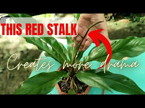 Best Plant for Indoors I Red Stalk Rainforest Anthurium: Repotting + Care Tips