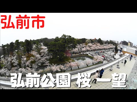 【弘前市の観光】 弘前さくらまつり 2023年 開放された市役所を散策 屋上から見下ろす満開の桜に魅了！【青森県弘前市】