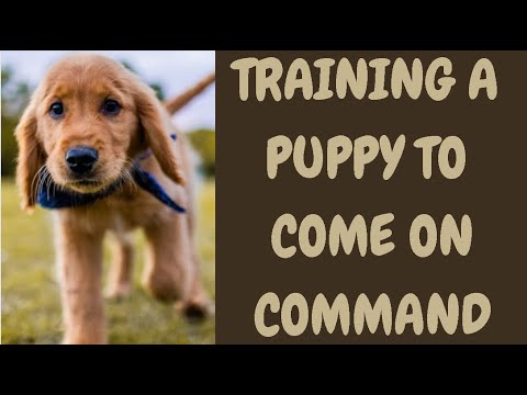 Training A Puppy To Come On Command