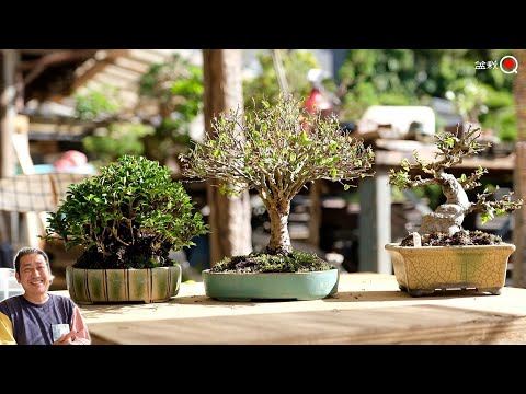 Leaf cutting and pruning of maple, keyaki, and longevity plum. [Bonsai Q]