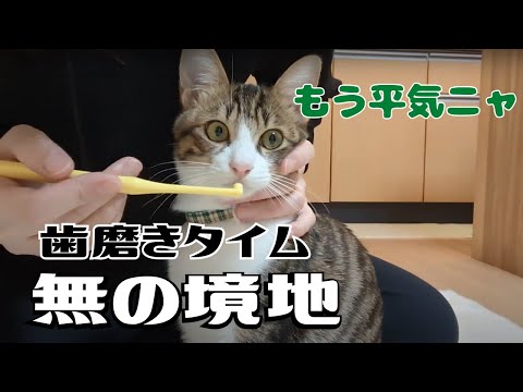 歯磨き嫌いを克服した結果、無の境地に到達した猫