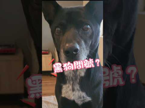 台灣犬也有很萌的時候🤣 #狗狗