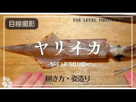 【初心者向け】ヤリイカの姿造り風作り方。