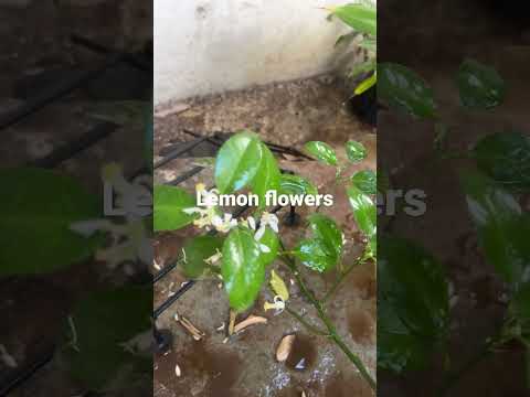 #youtube #shorts #short #lemon #lemon flowers flowers son my lemon plant