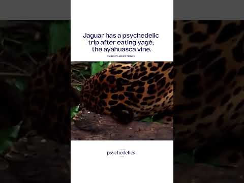 Jaguar Has A Psychedelic Trip #Shorts