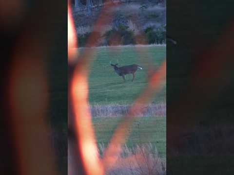 HUNTING THE RUT 🦌 - One Minute Hunts. #hunting #huntlife #bowhunting #saddlehunting #whitetaildeer