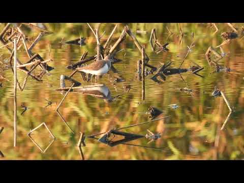 磯鷸．Common Sandpiper